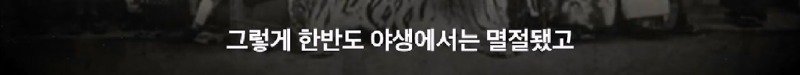 부르면 오진 않지만 속담처럼 제 말하면 오는 호랑이
