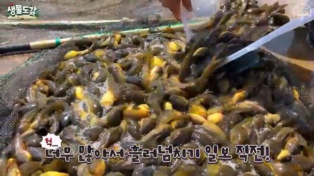 5년동안 유튜브하면서 엄청 많은 황소개구리 올챙이떼는 처음 본다고 말하는