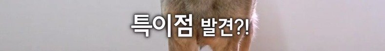 구조한지 1년 3개월이 되었지만 못만지게해서 발톱 부러지고 목욕은 꿈도 못꾼 개
