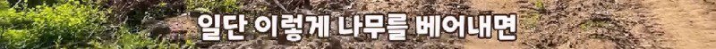산불 때문에 황페해진 산을 가꾸기 위해 벌목한 산에서 16년만에 발견된 곤충