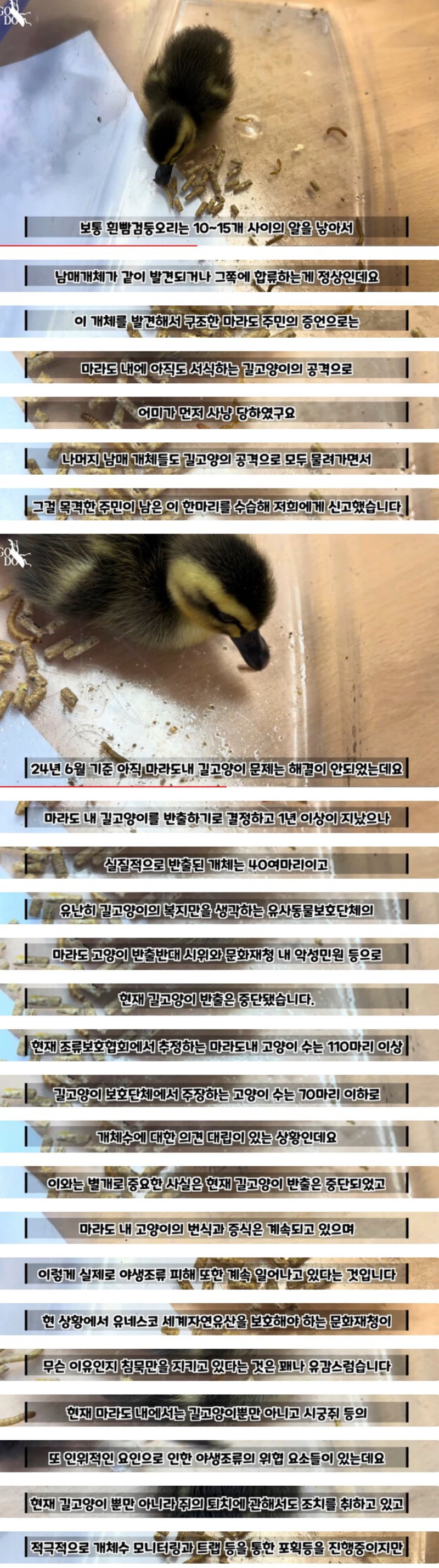 해결 못한 마라도 길고양이 문제. 결국..