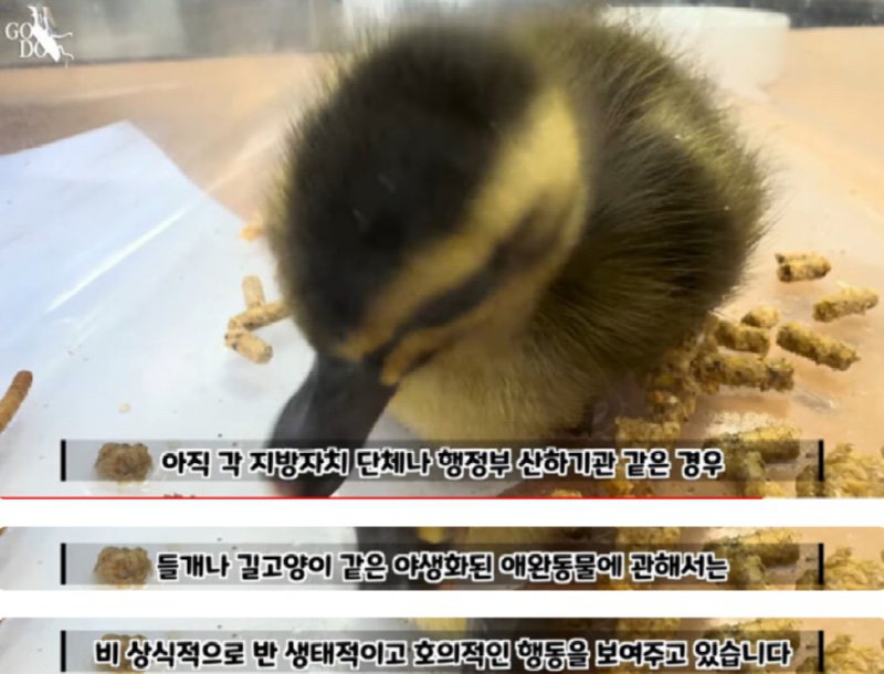 해결 못한 마라도 길고양이 문제. 결국..