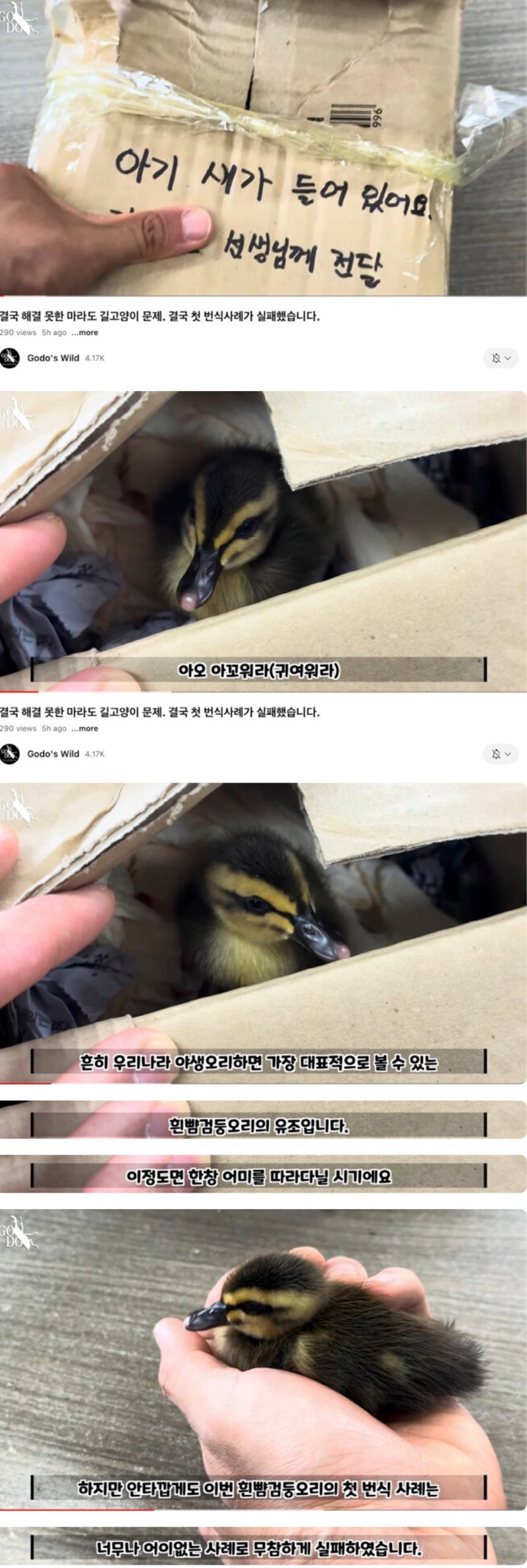 해결 못한 마라도 길고양이 문제. 결국..