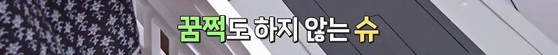 구조한지 1년 3개월이 되었지만 못만지게해서 발톱 부러지고 목욕은 꿈도 못꾼 개