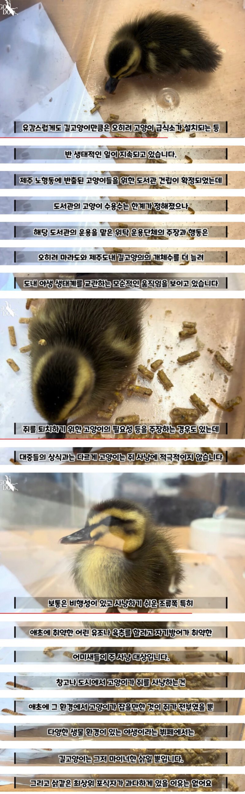 해결 못한 마라도 길고양이 문제. 결국..
