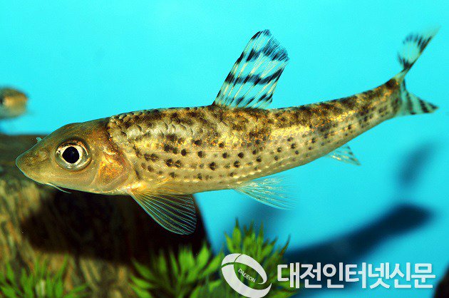 한국 토종 민물고기