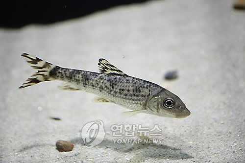 한국 토종 민물고기