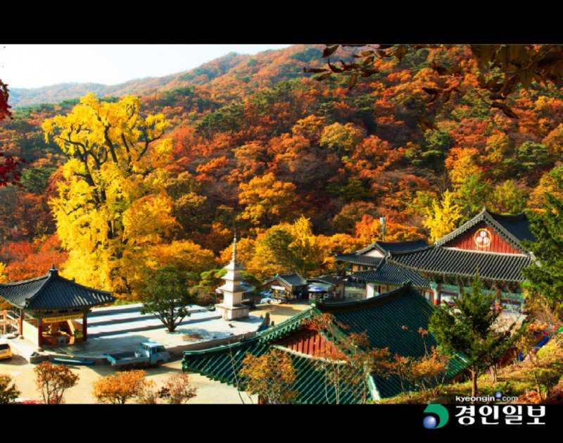 한국의 나무