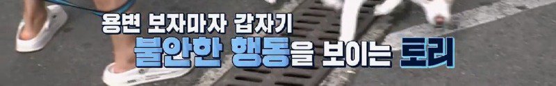 데려온지 1년 넘은 개가 옷방 근처에서 꼼짝도 하지 않았던 이유