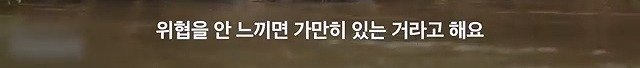 카피바라가 친화력 甲의 대명사가 된 이유
