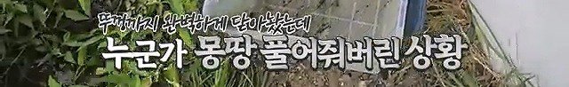생태계교란종 붉은귀거북 퇴치하다가 교잡종으로 의심된 거북이 발견