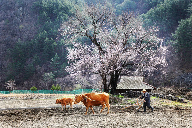한국 시골