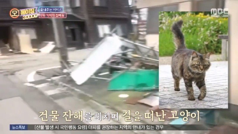 지진으로 교통,통신 수단이 마비되었을 때 집배원 역할을 해준 고양이