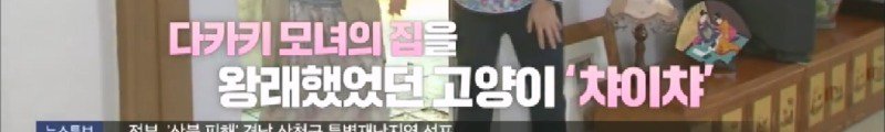 지진으로 교통,통신 수단이 마비되었을 때 집배원 역할을 해준 고양이