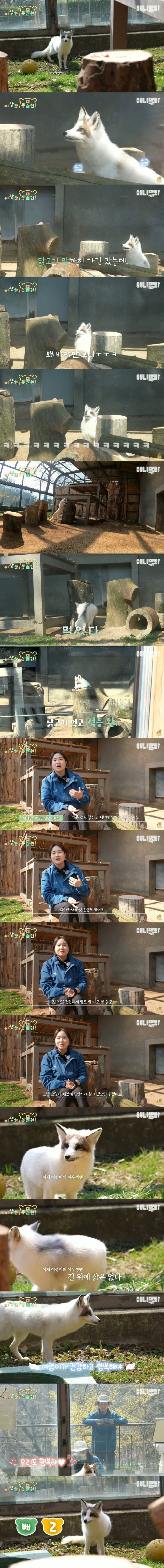 전주에서 포획된 여우의 동물원 입주 과정.jpg