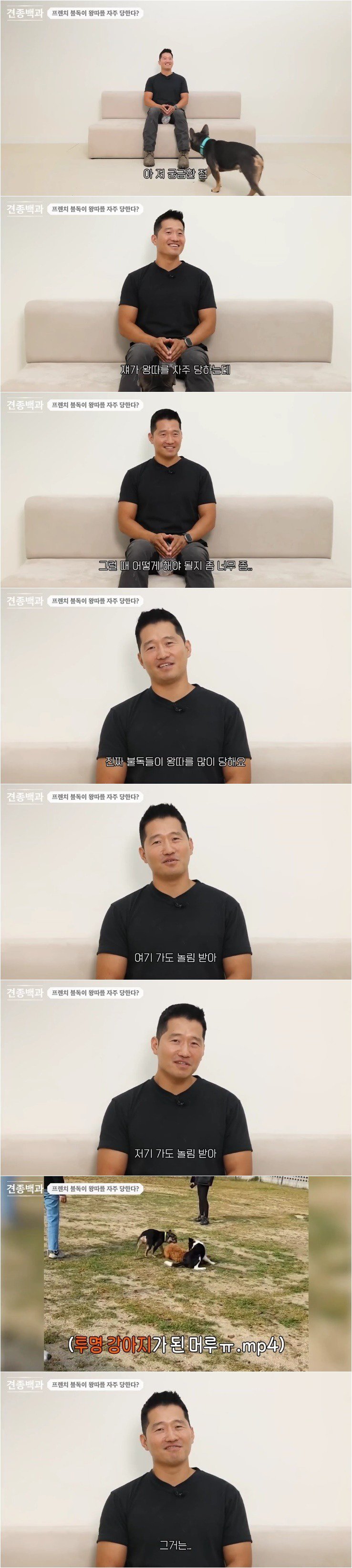 프렌치 불독이 왕따를 자주 당하는 이유.jpg