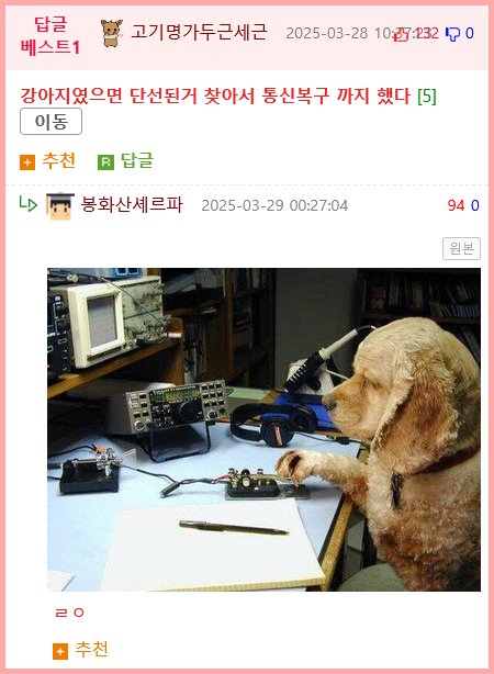 지진으로 교통,통신 수단이 마비되었을 때 집배원 역할을 해준 고양이