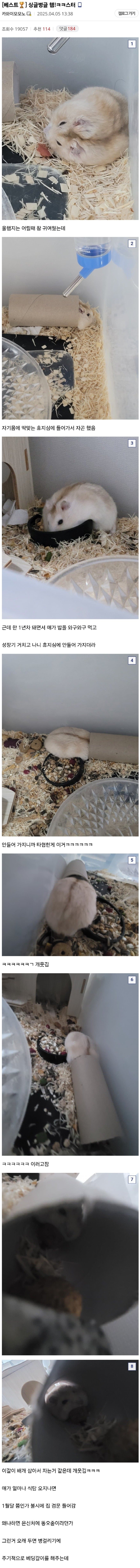 햄스터만 10년 넘게 키운 디시인.jpg
