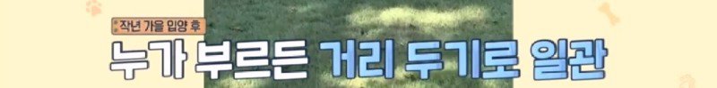 최근 입양한 강아지가 손에 닿을 거리를 유지하고 만지지 못하게 도망가던 사연