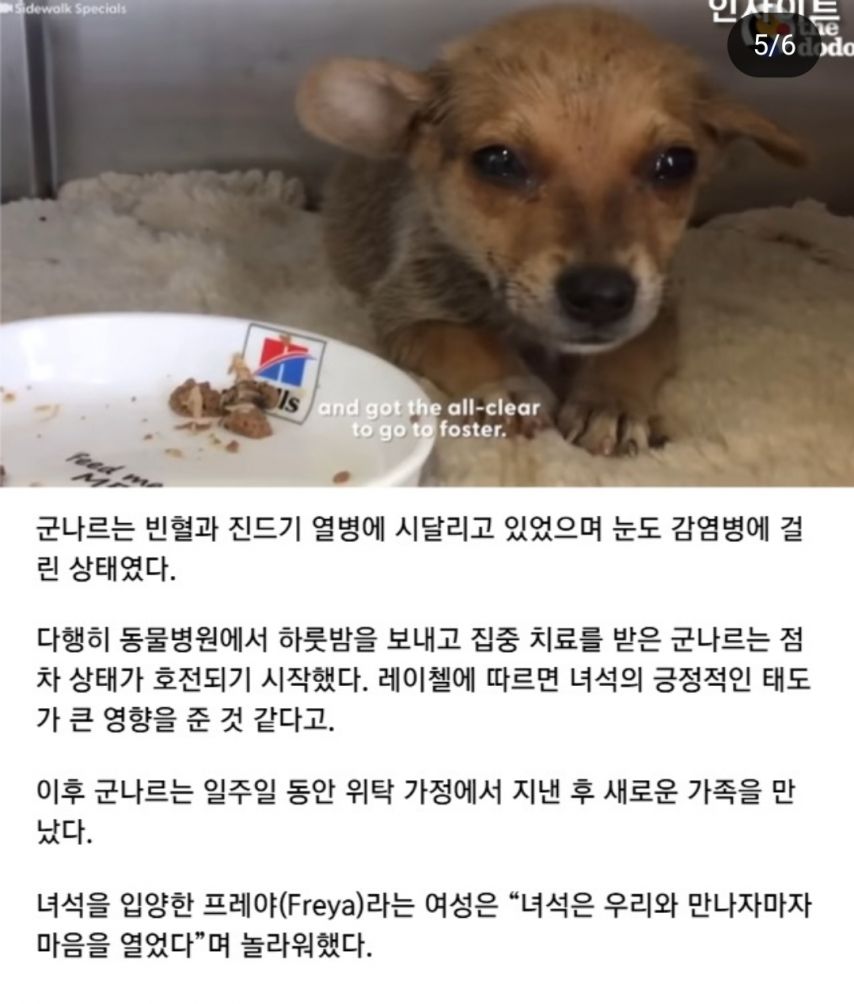 자길 구해주러 온 사람에게 식빵을 건넨 유기견