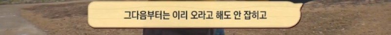 최근 입양한 강아지가 손에 닿을 거리를 유지하고 만지지 못하게 도망가던 사연
