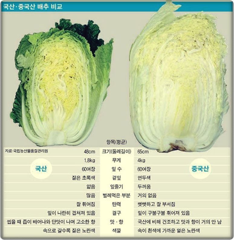 배추 국산 vs 중국산 구별법