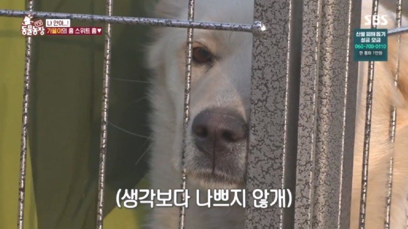 최근 입양한 강아지가 손에 닿을 거리를 유지하고 만지지 못하게 도망가던 사연