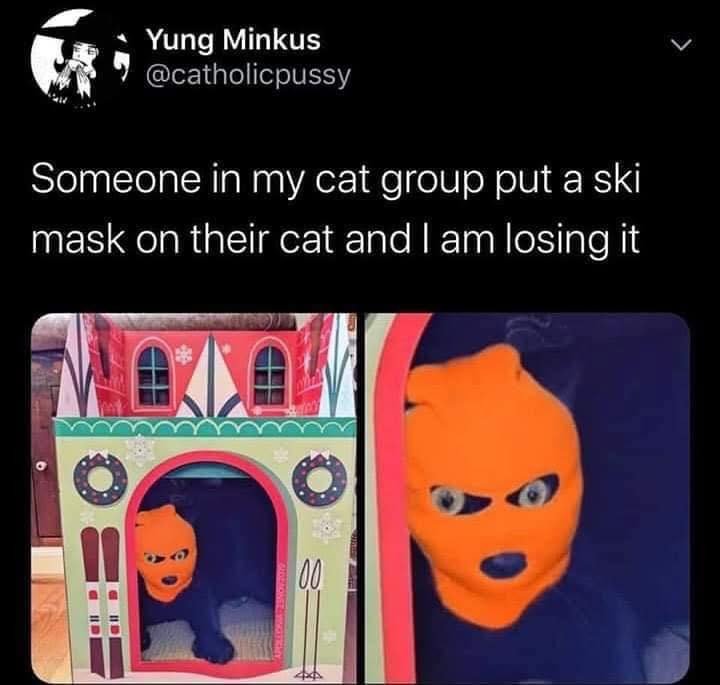 고양이 머리에 스키 마스크 씌웠어