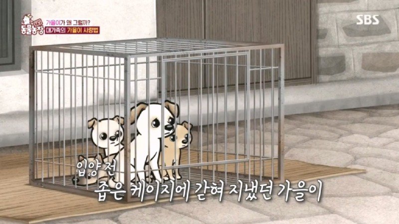 최근 입양한 강아지가 손에 닿을 거리를 유지하고 만지지 못하게 도망가던 사연