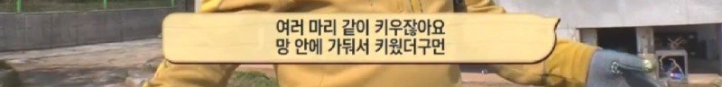 최근 입양한 강아지가 손에 닿을 거리를 유지하고 만지지 못하게 도망가던 사연