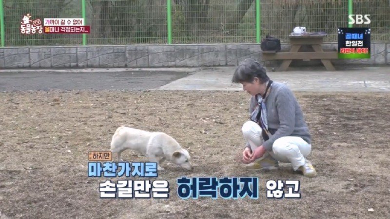 최근 입양한 강아지가 손에 닿을 거리를 유지하고 만지지 못하게 도망가던 사연