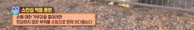 최근 입양한 강아지가 손에 닿을 거리를 유지하고 만지지 못하게 도망가던 사연