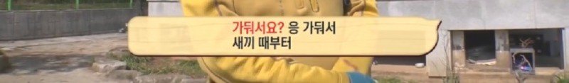 최근 입양한 강아지가 손에 닿을 거리를 유지하고 만지지 못하게 도망가던 사연