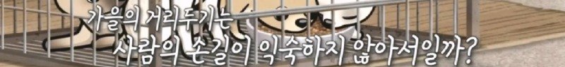최근 입양한 강아지가 손에 닿을 거리를 유지하고 만지지 못하게 도망가던 사연