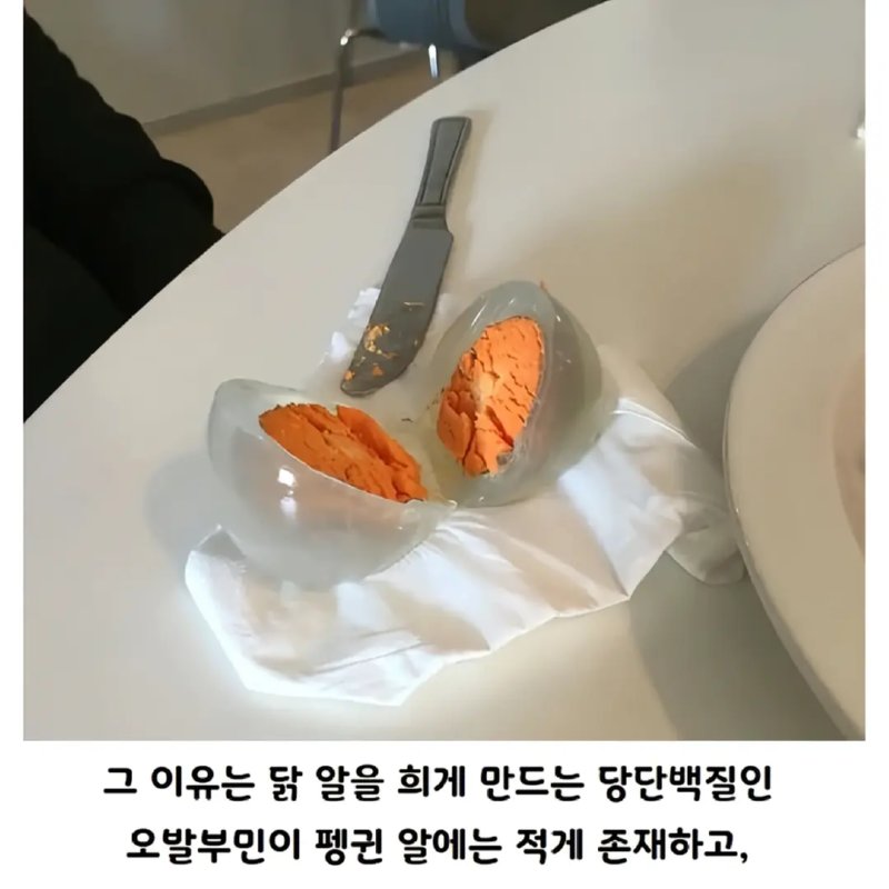 아무도 몰랐던 펭귄알의 진실