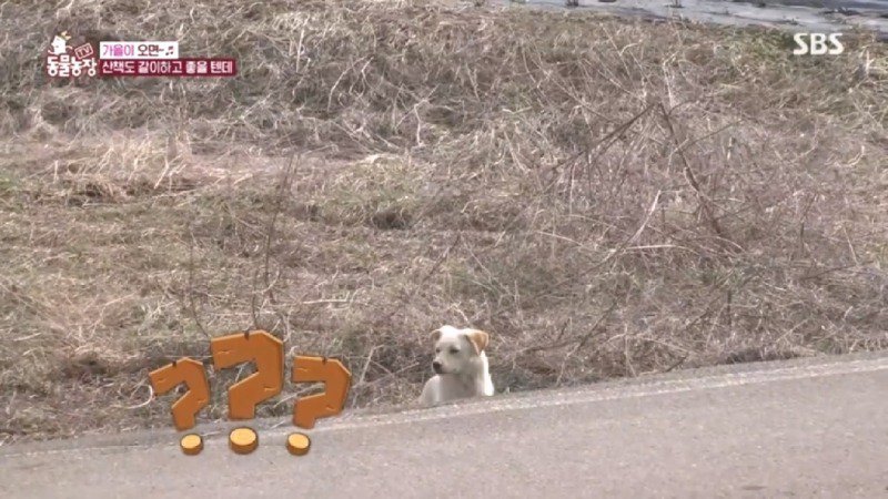 최근 입양한 강아지가 손에 닿을 거리를 유지하고 만지지 못하게 도망가던 사연