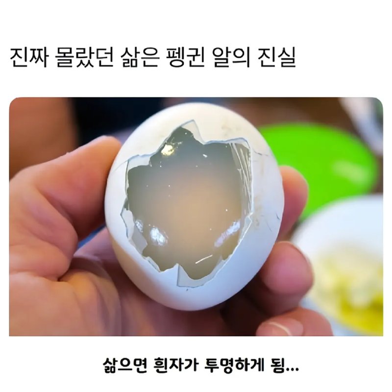 아무도 몰랐던 펭귄알의 진실