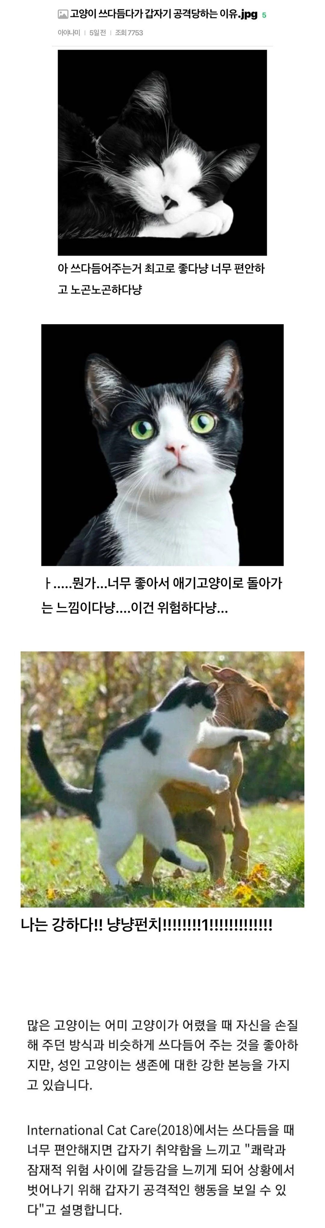 고양이 쓰다듬다가 갑자기 공격당하는 이유