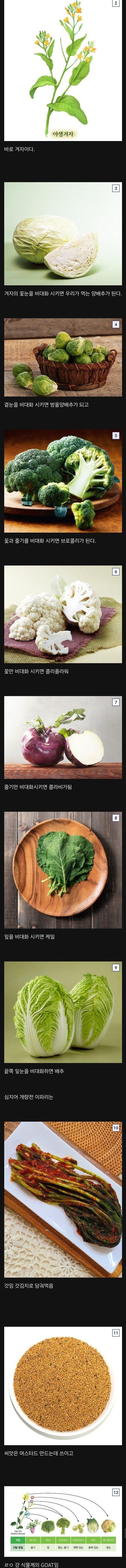 식물계의 GOAT