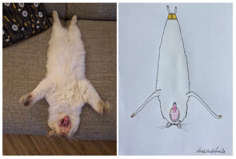 고양이 초상화