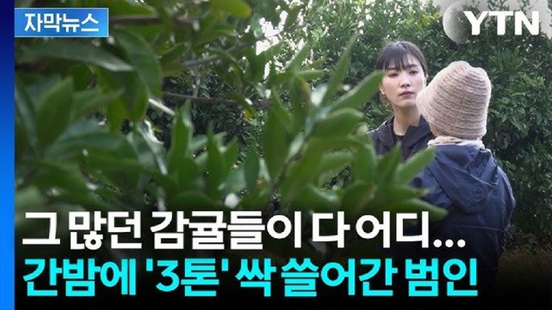 그 많던 감귤들이 다 어디... 간밤에 3톤 싹쓸어간 범인
