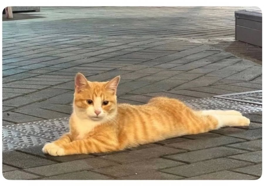 힙업고양이