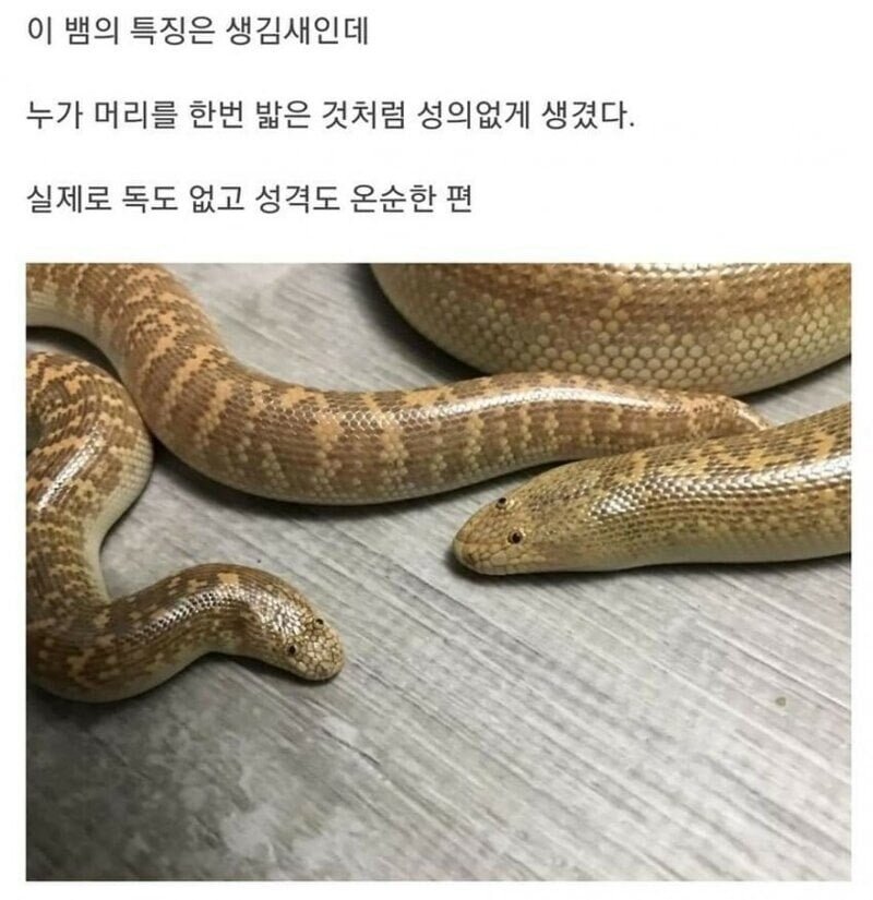엄청 못생긴뱀