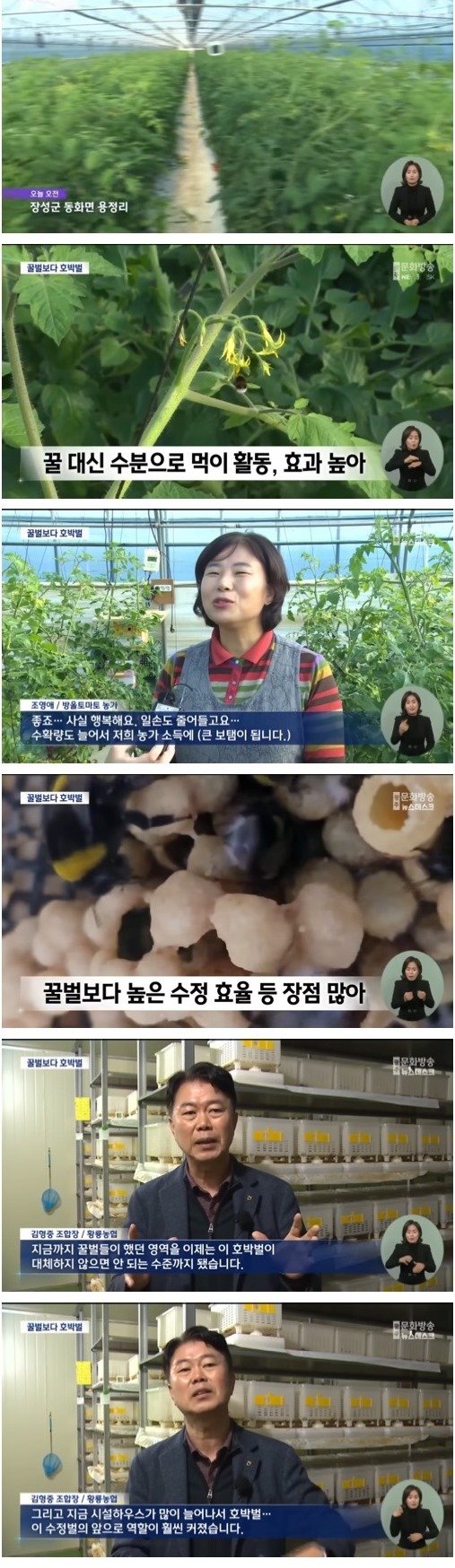 꿀벌 대체 곤충이된 호박벌.jpg