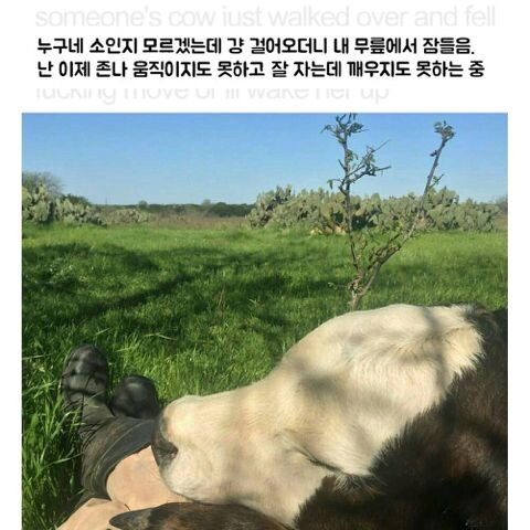 걸어오더니 내 무릎에서 잠듦