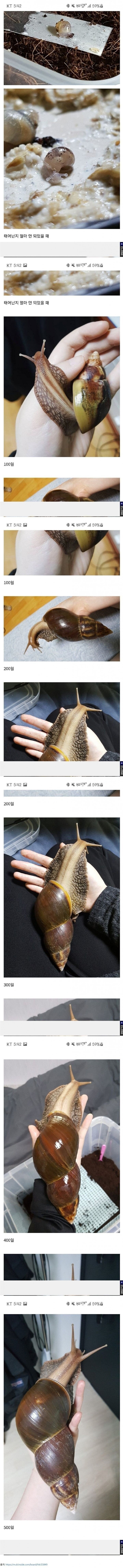 500일동안 달팽이 키운 디시인