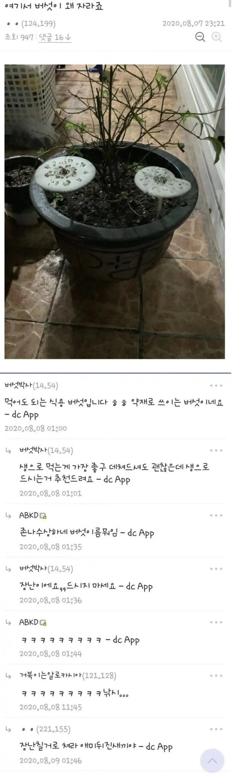 식물갤 유저가 쌍욕을 날리는 이유.