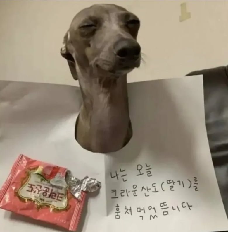 행복한 강아지