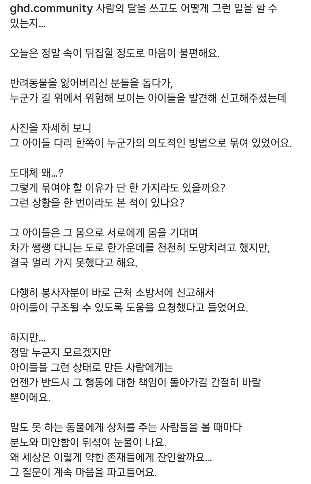 미친 강아지 학대.JPG