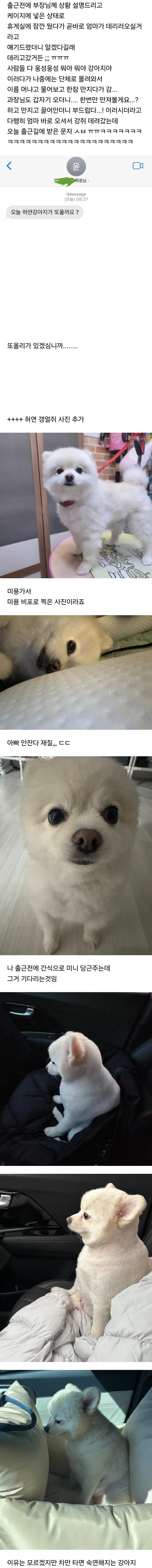 우리집 강아지 회사 데리고 출근했는데